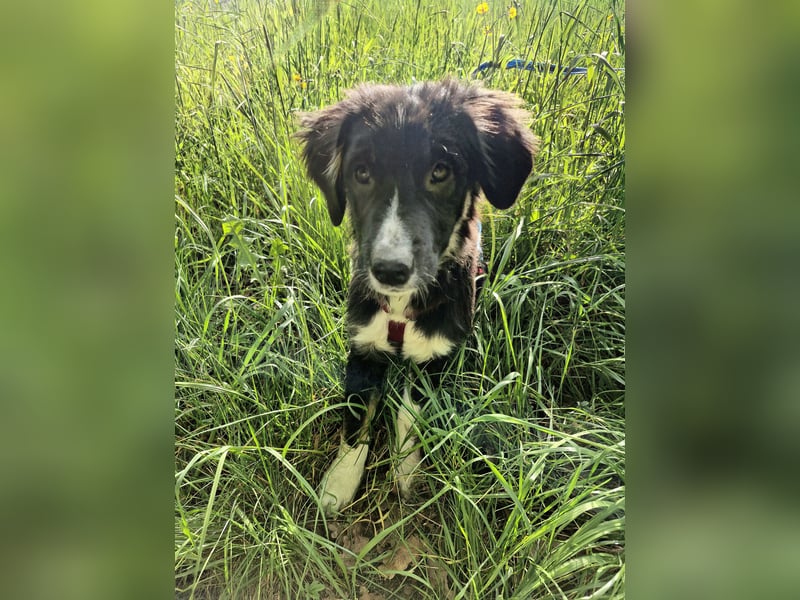 Feli Border-Aussie Mix sucht Traumplatz