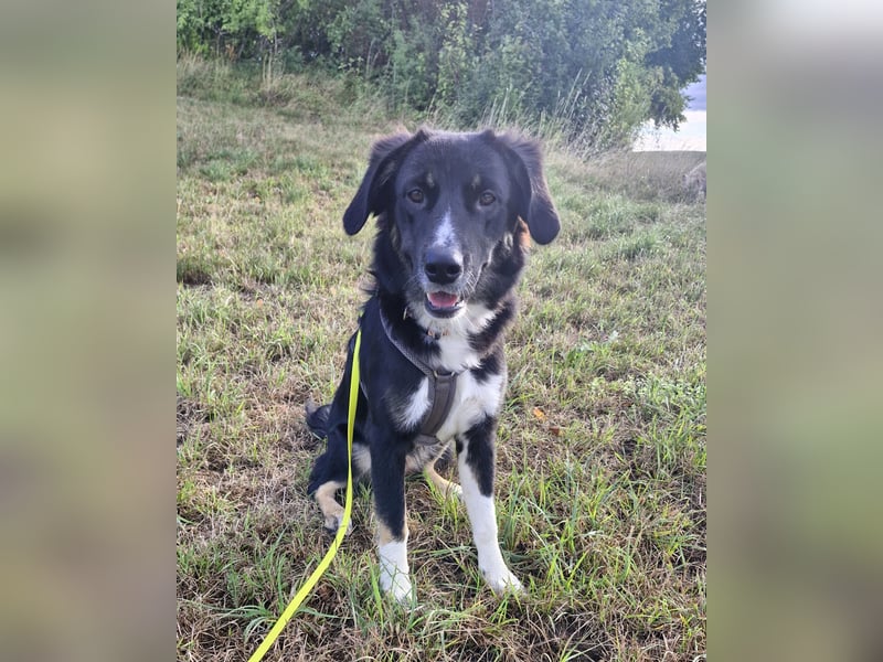 Feli Border-Aussie Mix sucht Traumplatz