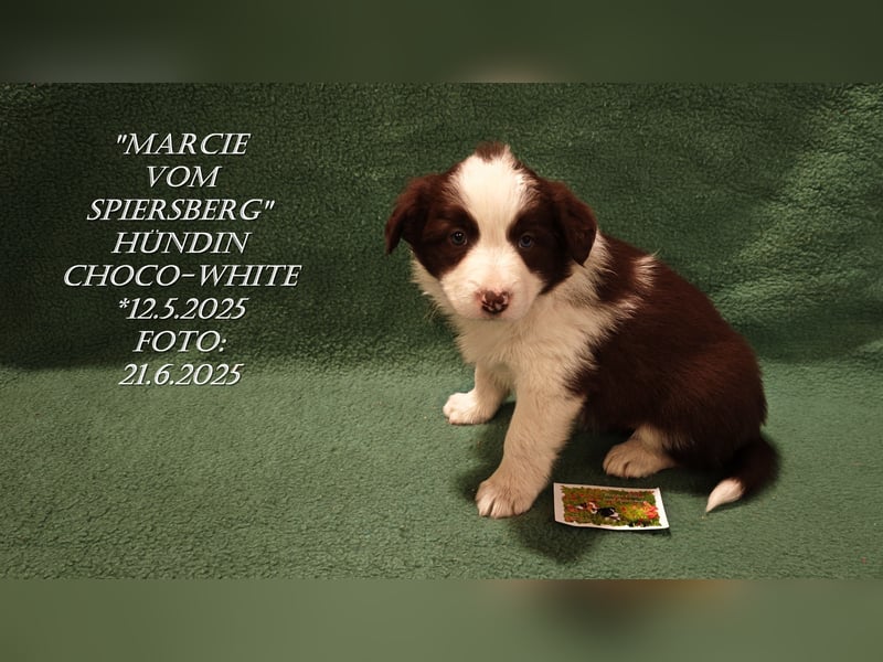 Border Collie-Welpen , black-,choco-,red-white und red-,black-merle