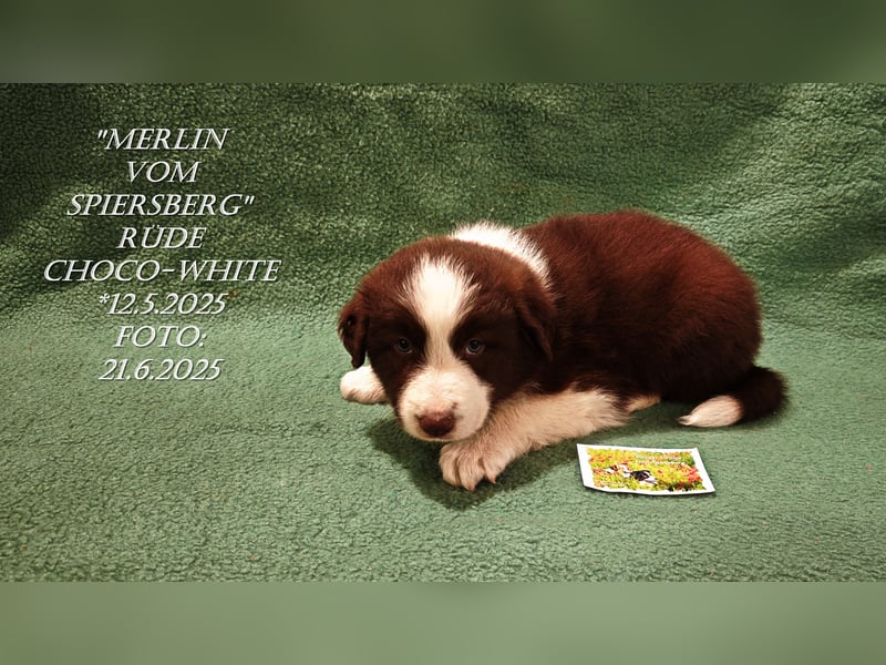 Border Collie-Welpen , black-,choco-,red-white und red-,black-merle