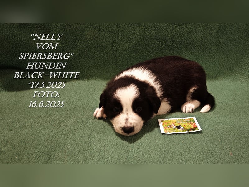 Border Collie-Welpen , black-,choco-,red-white und red-,black-merle