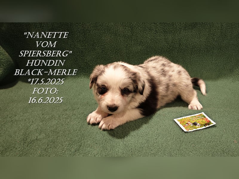 Border Collie-Welpen , black-,choco-,red-white und red-,black-merle