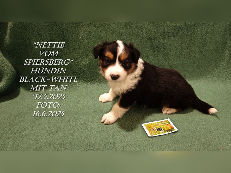 Border Collie-Welpen , black-,choco-,red-white und red-,black-merle