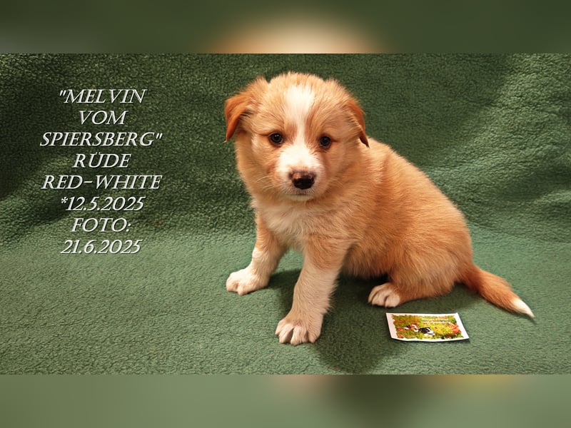 Border Collie-Welpen , black-,choco-,red-white und red-,black-merle