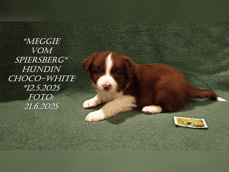 Border Collie-Welpen , black-,choco-,red-white und red-,black-merle