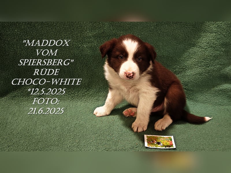 Border Collie-Welpen , black-,choco-,red-white und red-,black-merle
