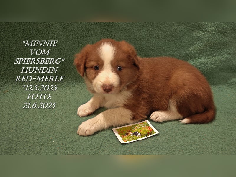 Border Collie-Welpen , black-,choco-,red-white und red-,black-merle