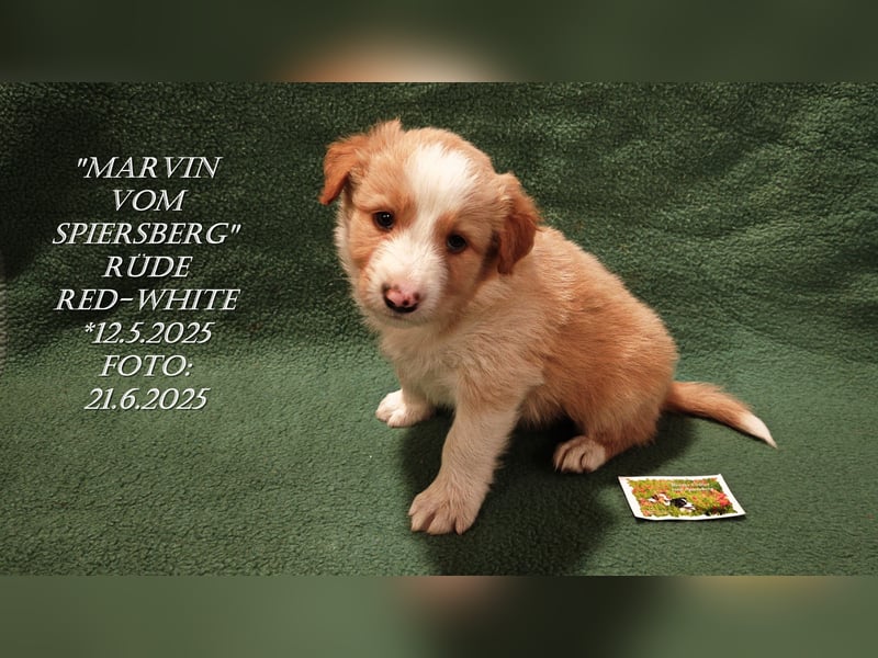 Border Collie-Welpen , black-,choco-,red-white und red-,black-merle