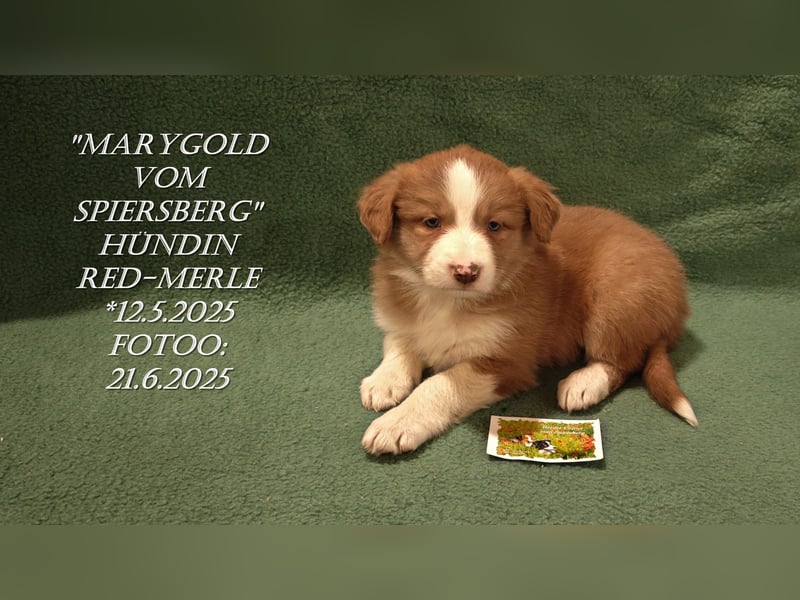 Border Collie-Welpen , black-,choco-,red-white und red-,black-merle