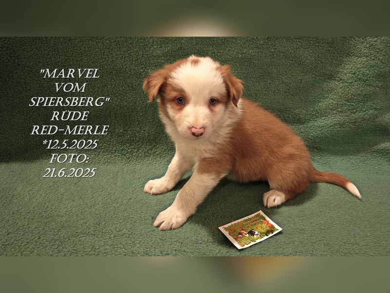 Border Collie-Welpen , black-,choco-,red-white und red-,black-merle