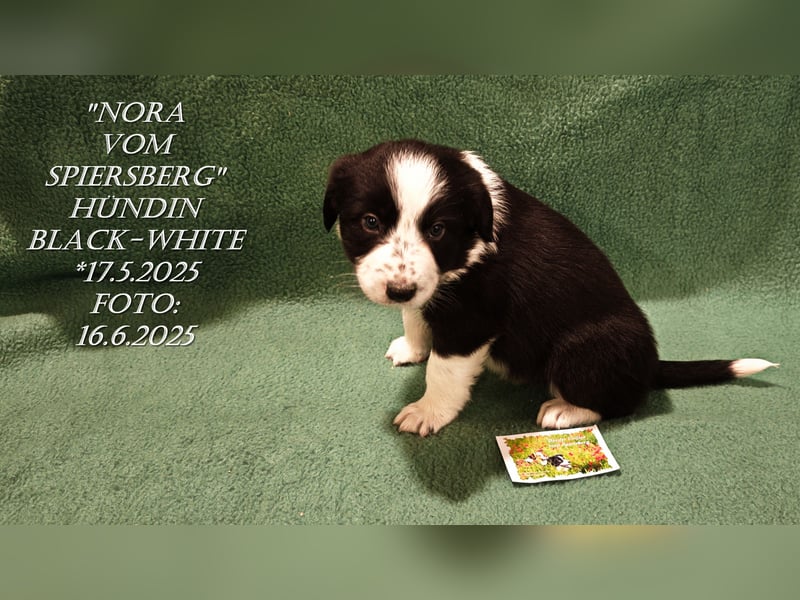 Border Collie-Welpen , black-,choco-,red-white und red-,black-merle
