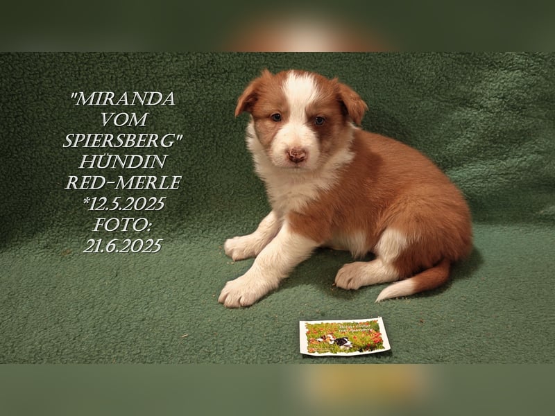 Border Collie-Welpen , black-,choco-,red-white und red-,black-merle