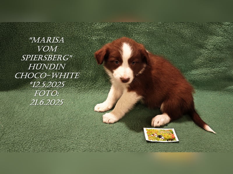 Border Collie-Welpen , black-,choco-,red-white und red-,black-merle