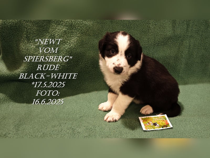 Border Collie-Welpen , black-,choco-,red-white und red-,black-merle