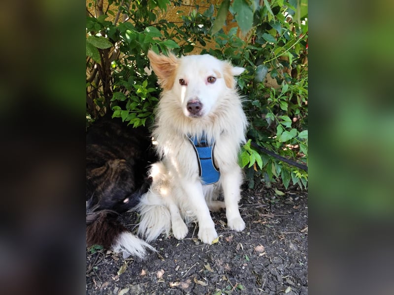 DANTE - sucht ein ruhiges, ländliches Zuhause!