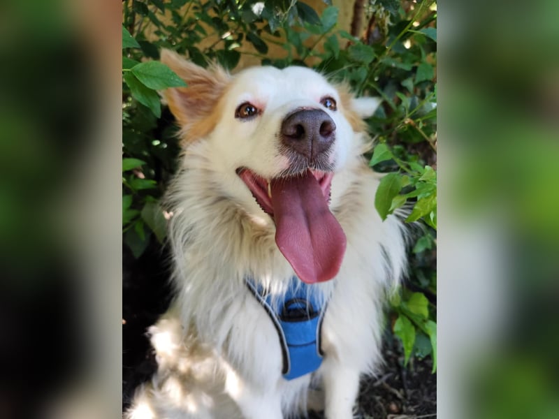 DANTE - sucht ein ruhiges, ländliches Zuhause!