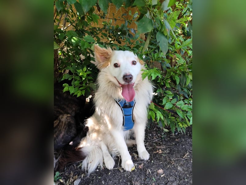 DANTE - sucht ein ruhiges, ländliches Zuhause!