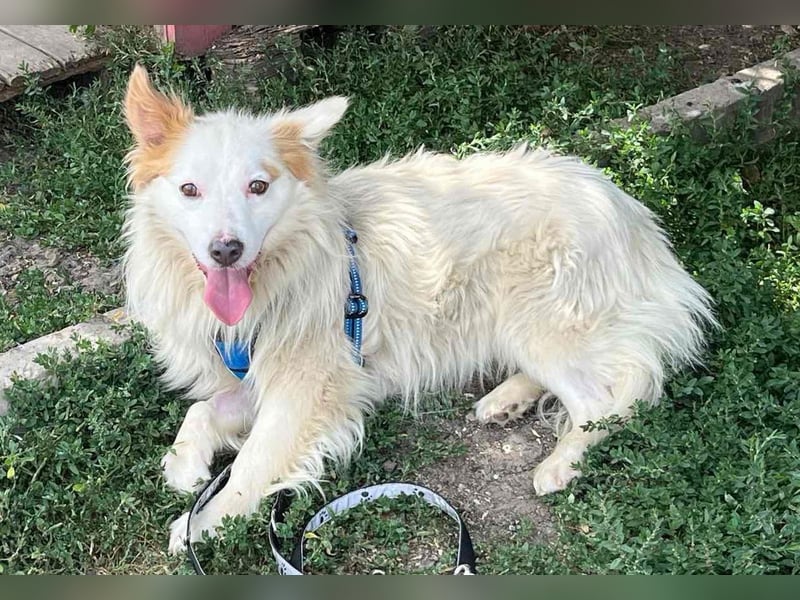 DANTE - sucht ein ruhiges, ländliches Zuhause!