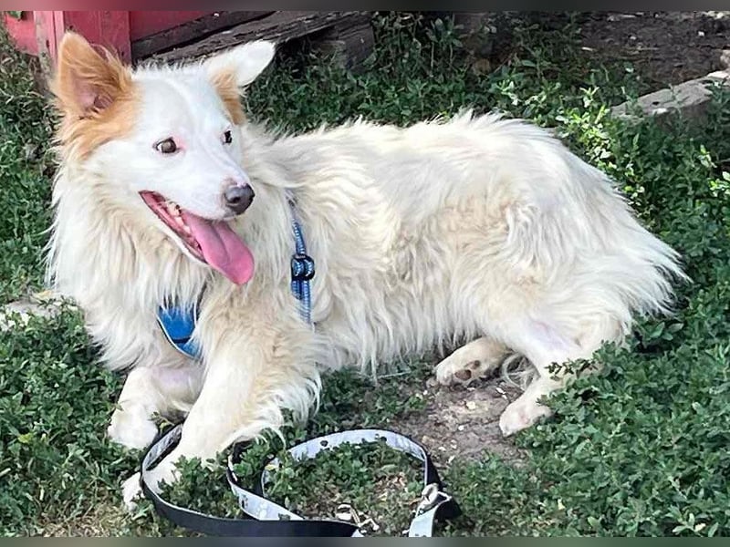 DANTE - sucht ein ruhiges, ländliches Zuhause!