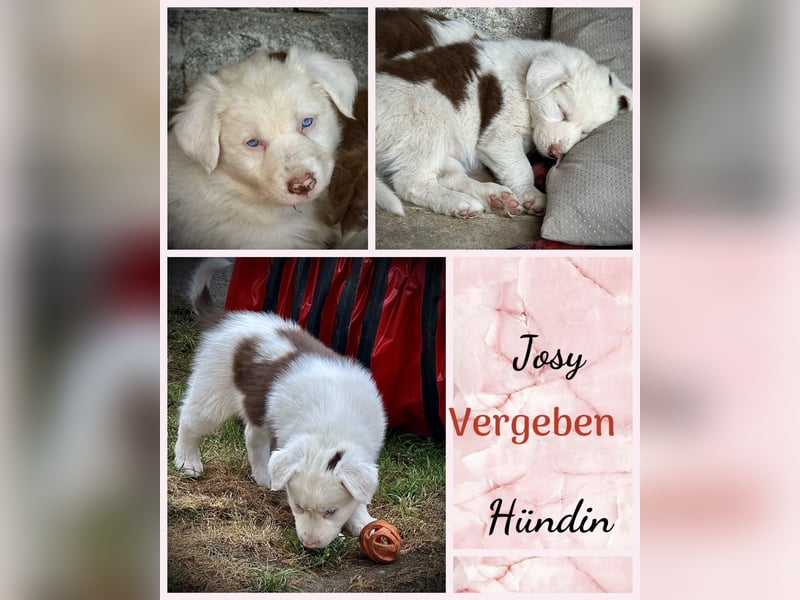 Border Collie x Australian Shepherd Welpen suchen ihr Zuhause