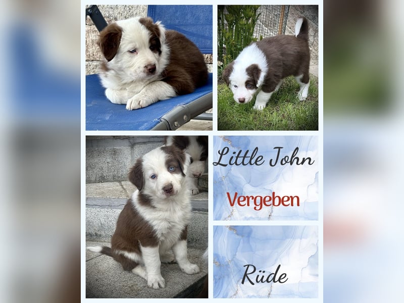 Border Collie x Australian Shepherd Welpen suchen ihr Zuhause