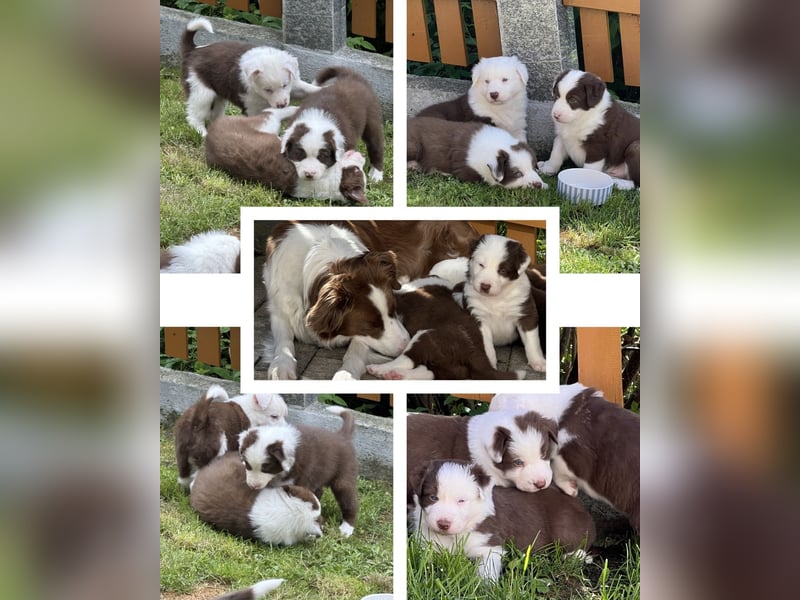 Border Collie x Australian Shepherd Welpen suchen ihr Zuhause