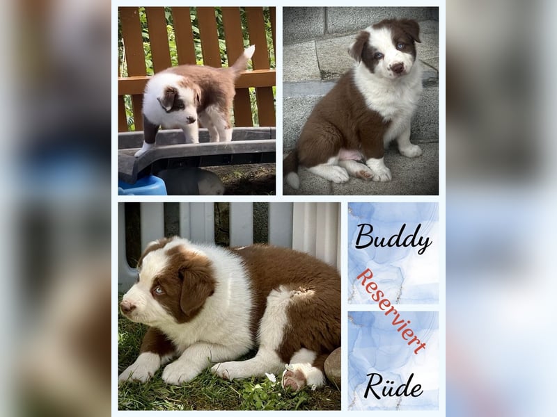 Border Collie x Australian Shepherd Welpen suchen ihr Zuhause