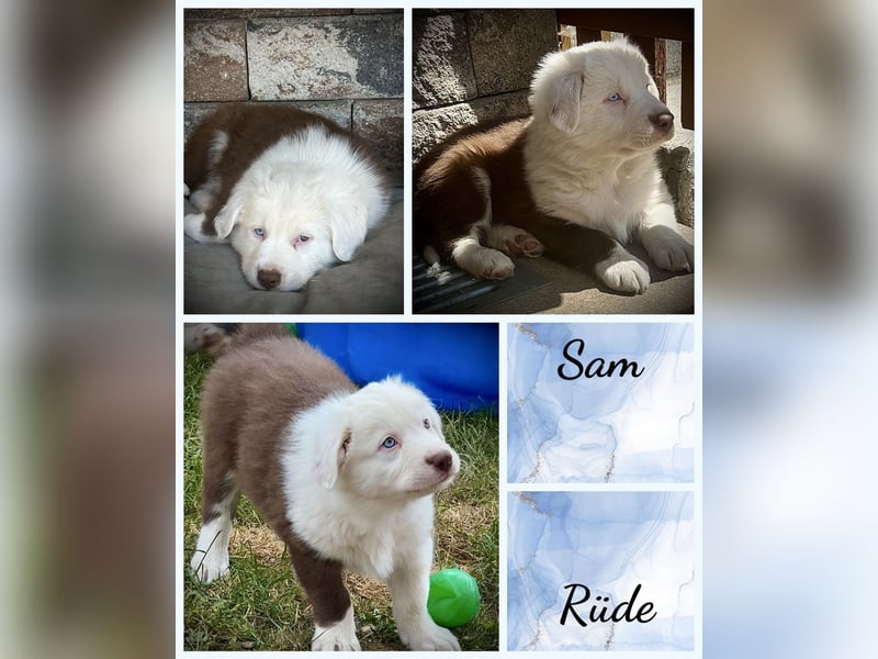 Border Collie x Australian Shepherd Welpen suchen ihr Zuhause