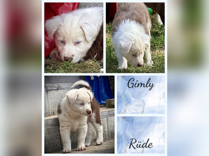 Border Collie x Australian Shepherd Welpen suchen ihr Zuhause