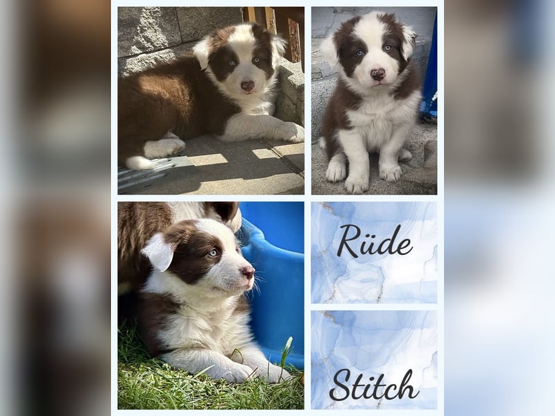 Border Collie x Australian Shepherd Welpen suchen ihr Zuhause