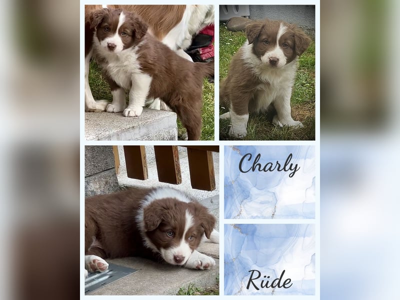 Border Collie x Australian Shepherd Welpen suchen ihr Zuhause