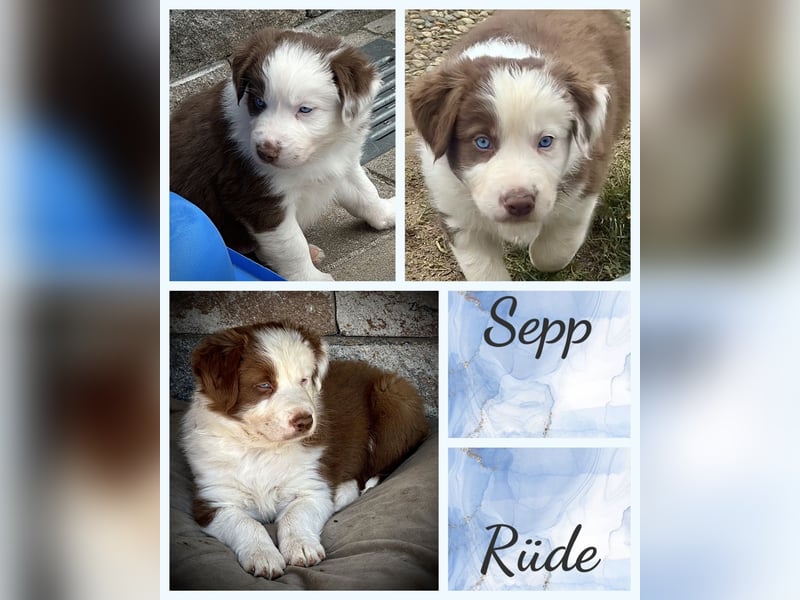 Border Collie x Australian Shepherd Welpen suchen ihr Zuhause