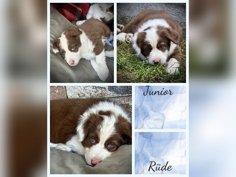 Border Collie x Australian Shepherd Welpen suchen ihr Zuhause