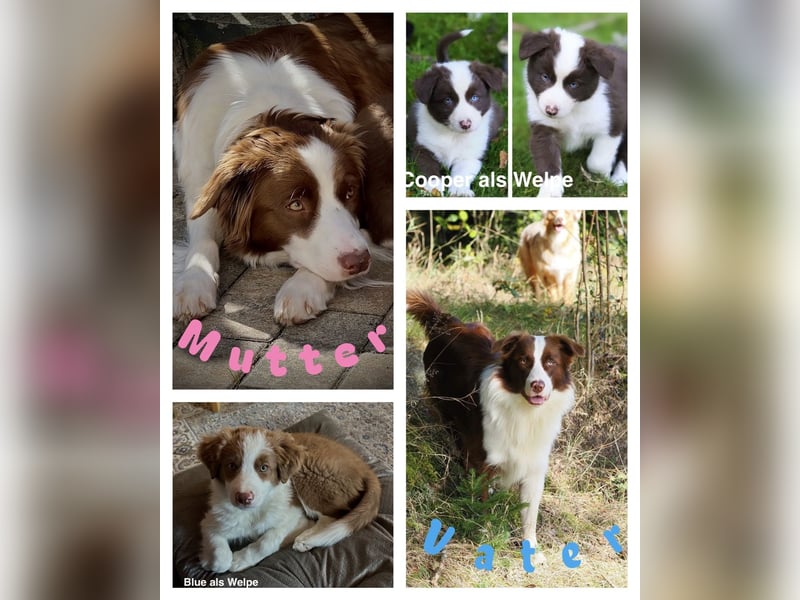 Border Collie x Australian Shepherd Welpen suchen ihr Zuhause