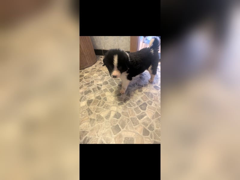 Süße Hundewelpen Die Eltern sind sehr familienfreundlich, Leben lange Spaziergänge, aber auch ihre k
