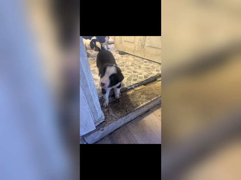 Süße Hundewelpen Die Eltern sind sehr familienfreundlich, Leben lange Spaziergänge, aber auch ihre k