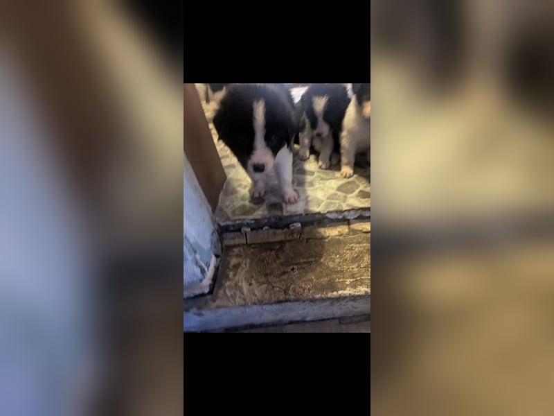 Süße Hundewelpen Die Eltern sind sehr familienfreundlich, Leben lange Spaziergänge, aber auch ihre k