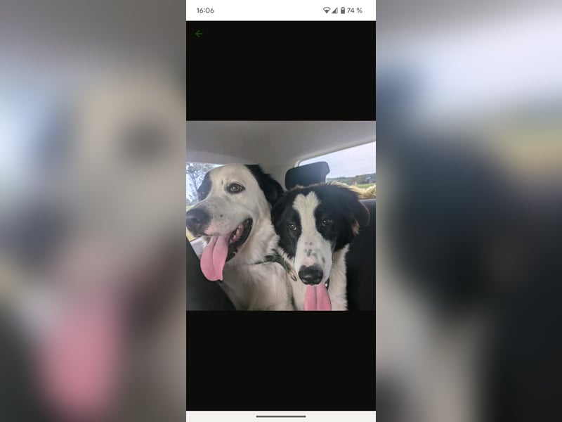 Süße Hundewelpen Die Eltern sind sehr familienfreundlich, Leben lange Spaziergänge, aber auch ihre k