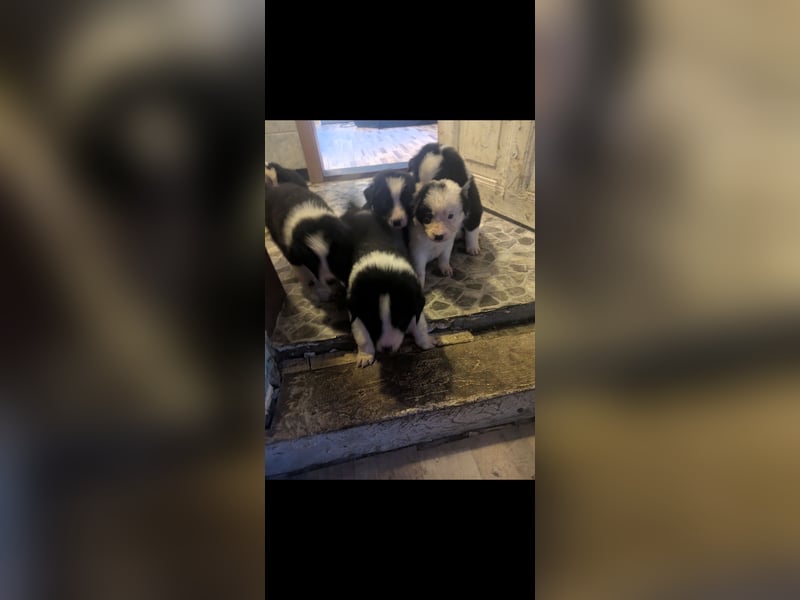 Süße Hundewelpen Die Eltern sind sehr familienfreundlich, Leben lange Spaziergänge, aber auch ihre k