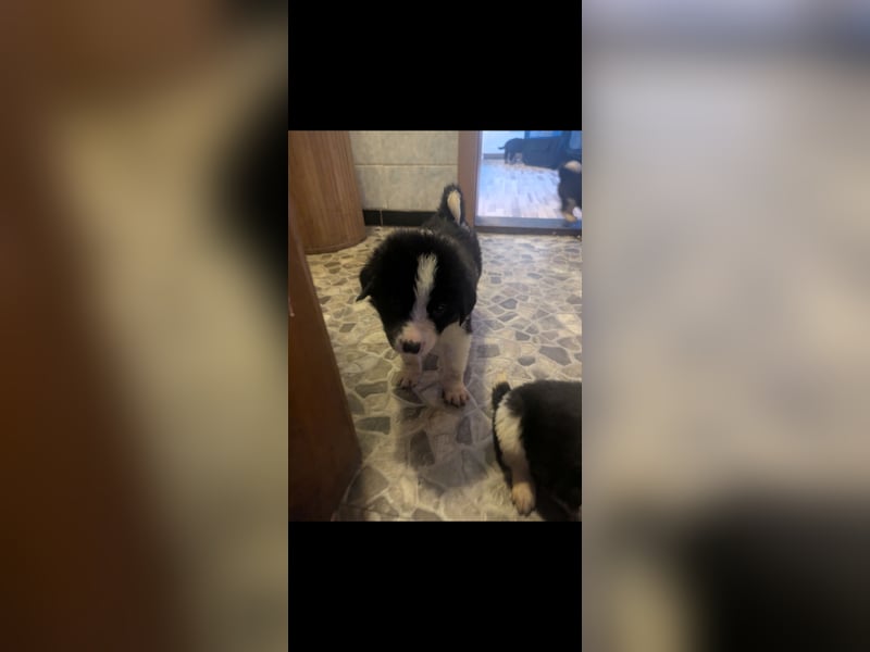 Süße Hundewelpen Die Eltern sind sehr familienfreundlich, Leben lange Spaziergänge, aber auch ihre k