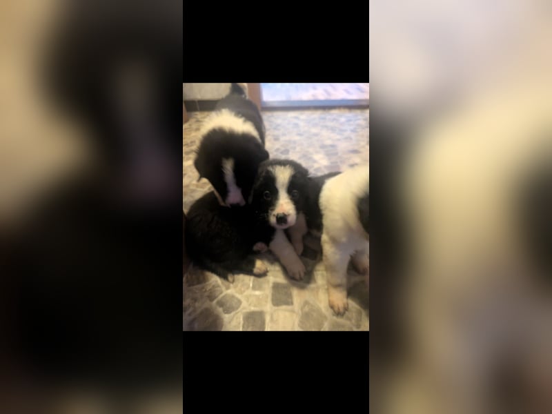Süße Hundewelpen Die Eltern sind sehr familienfreundlich, Leben lange Spaziergänge, aber auch ihre k