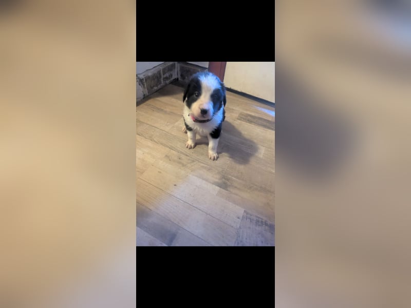 Süße Hundewelpen Die Eltern sind sehr familienfreundlich, Leben lange Spaziergänge, aber auch ihre k