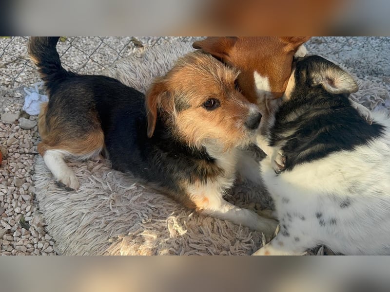 Mora, kleine süße Familienhündin