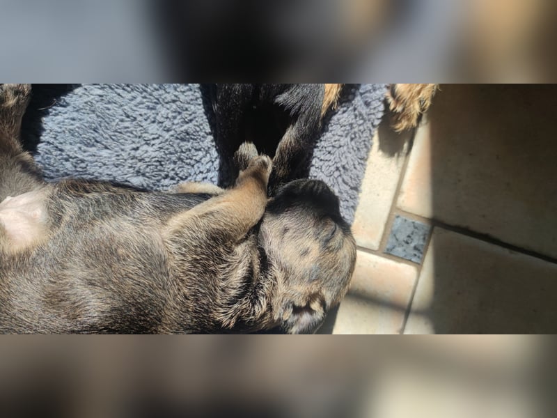 4 süße Border Terrier Welpen suchen ein liebevolles Zuhause