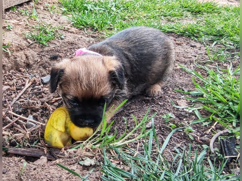 3 süße Border Terrier Welpen suchen ein liebevolles Zuhause
