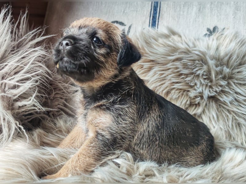 3 süße Border Terrier Welpen suchen ein liebevolles Zuhause