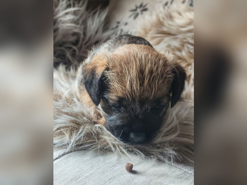 3 süße Border Terrier Welpen suchen ein liebevolles Zuhause