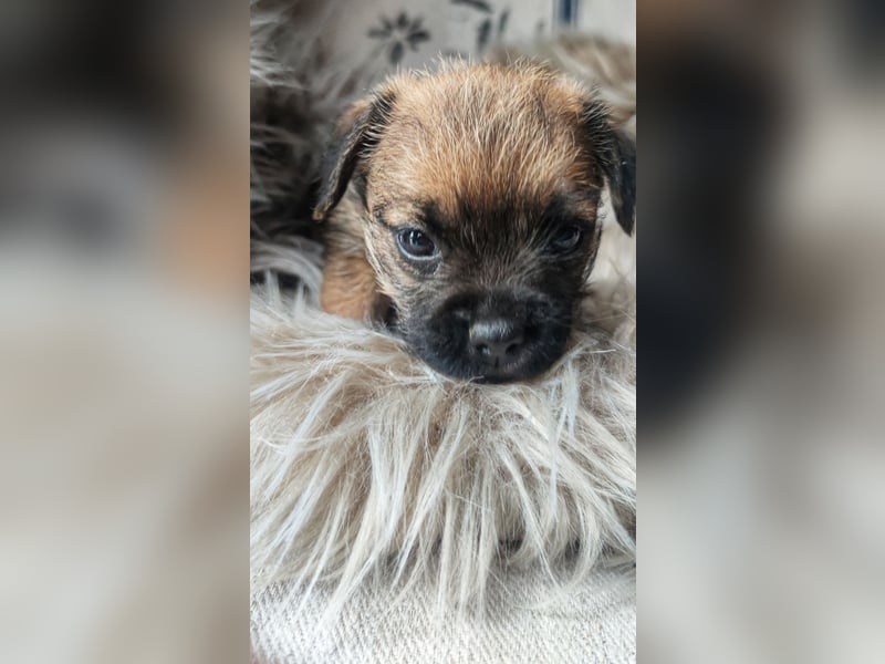 3 süße Border Terrier Welpen suchen ein liebevolles Zuhause