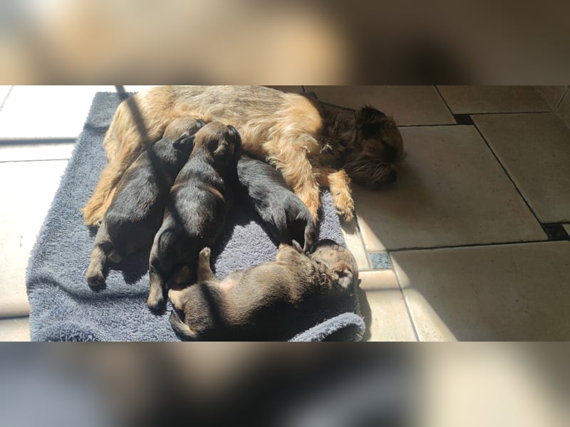 4 süße Border Terrier Welpen suchen ein liebevolles Zuhause