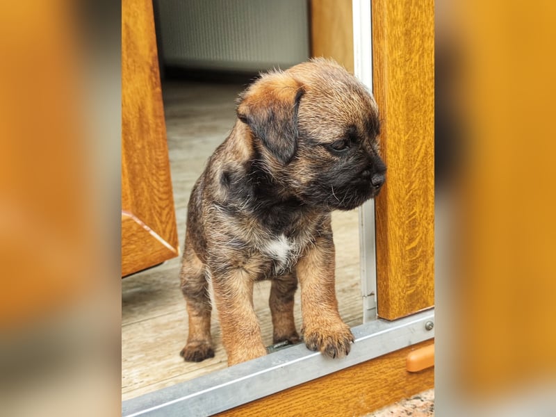 3 süße Border Terrier Welpen suchen ein liebevolles Zuhause